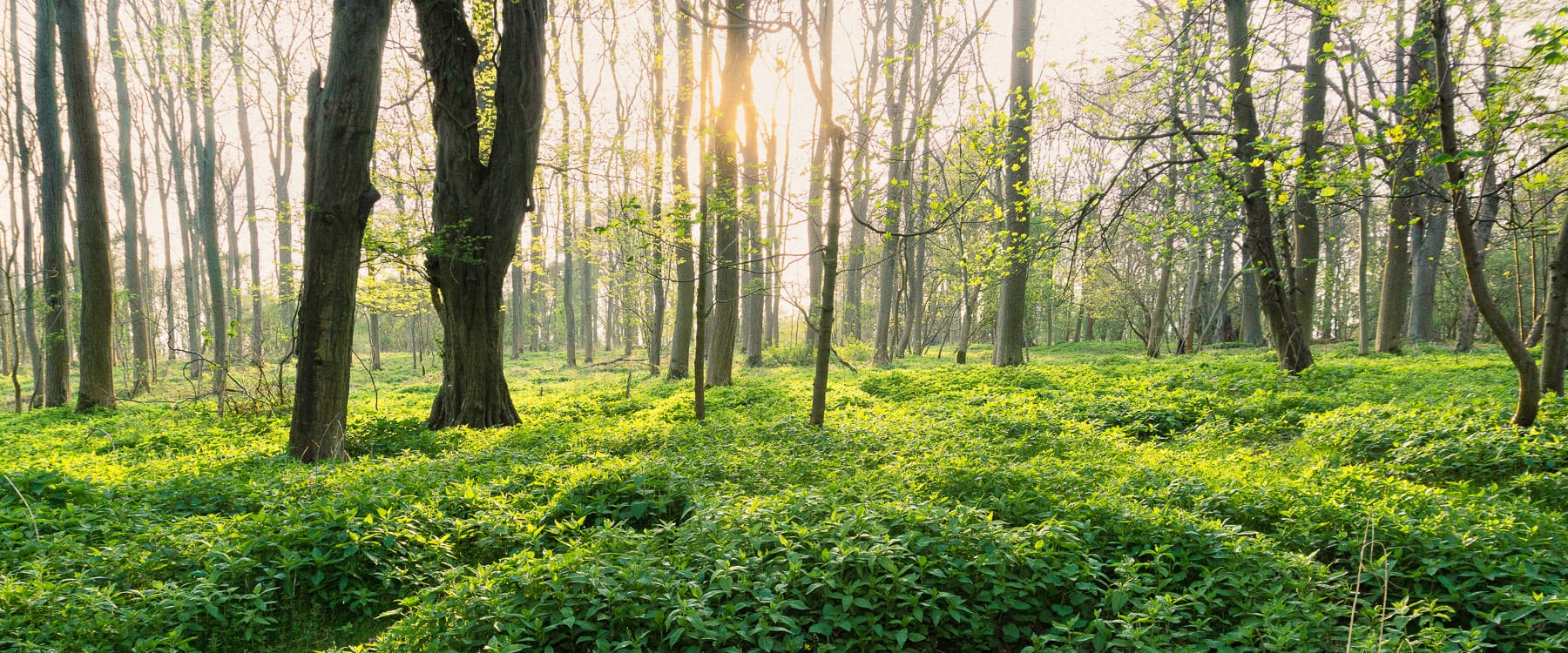 Sunny Forest