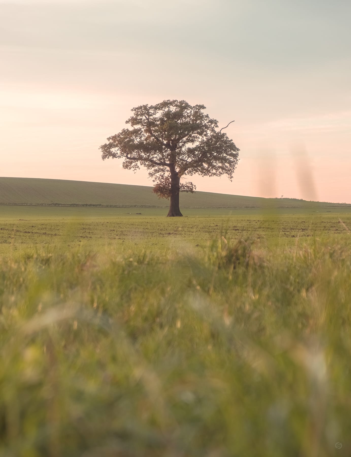 Farmland II